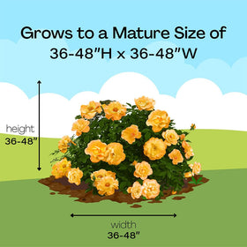 Proven Winners Suñorita Rose Shrub hardy, low-maintenance rose shrub