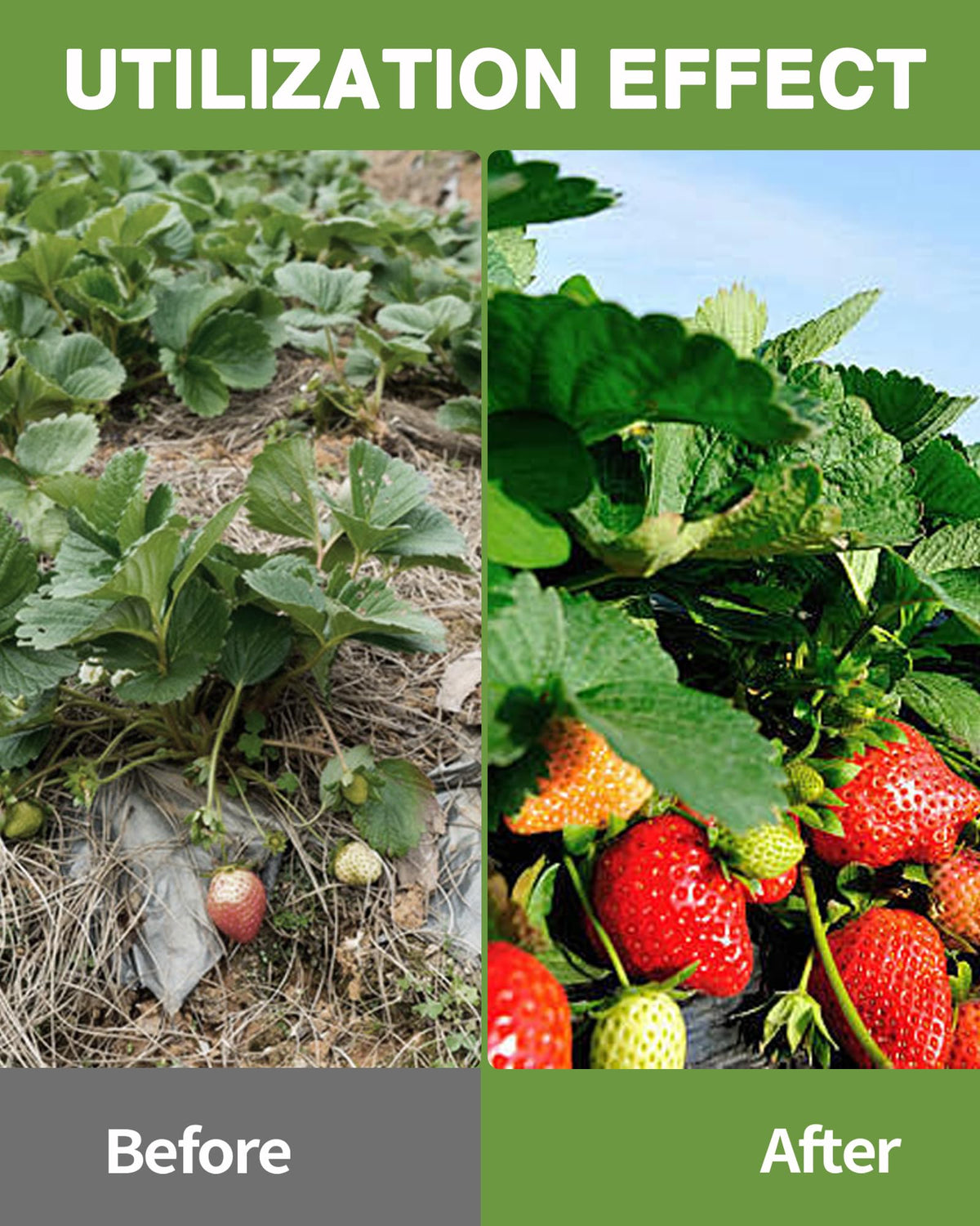 Pterying ground-cover fabric supports weed control across beds