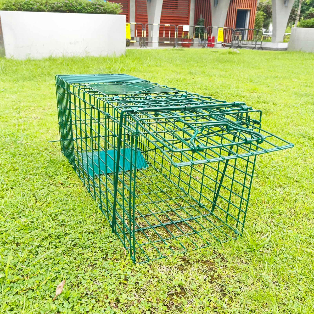 PULOMI trap in use, open for quick setup and humane capture of wildlife