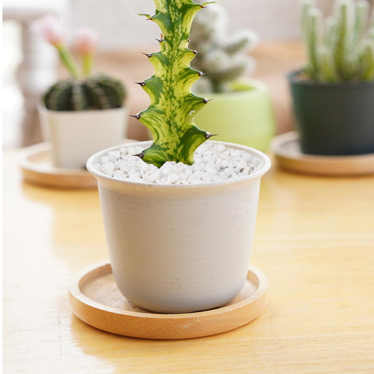 Pulovin bamboo arrangement pebbles highlight natural styling for indoors.