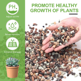 Pulovin lava rocks acid-loving plants setup for succulents and cacti growth