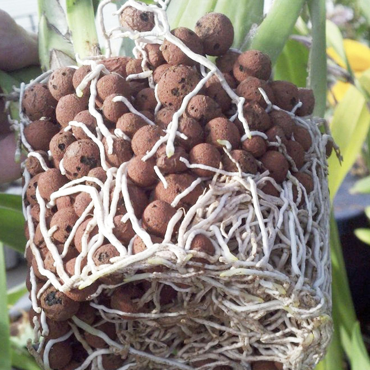Pulovin LECA pebbles drainage test highlighting excellent root-zone aeration.
