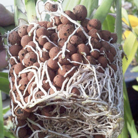 Pulovin LECA pebbles drainage test highlighting excellent root-zone aeration.