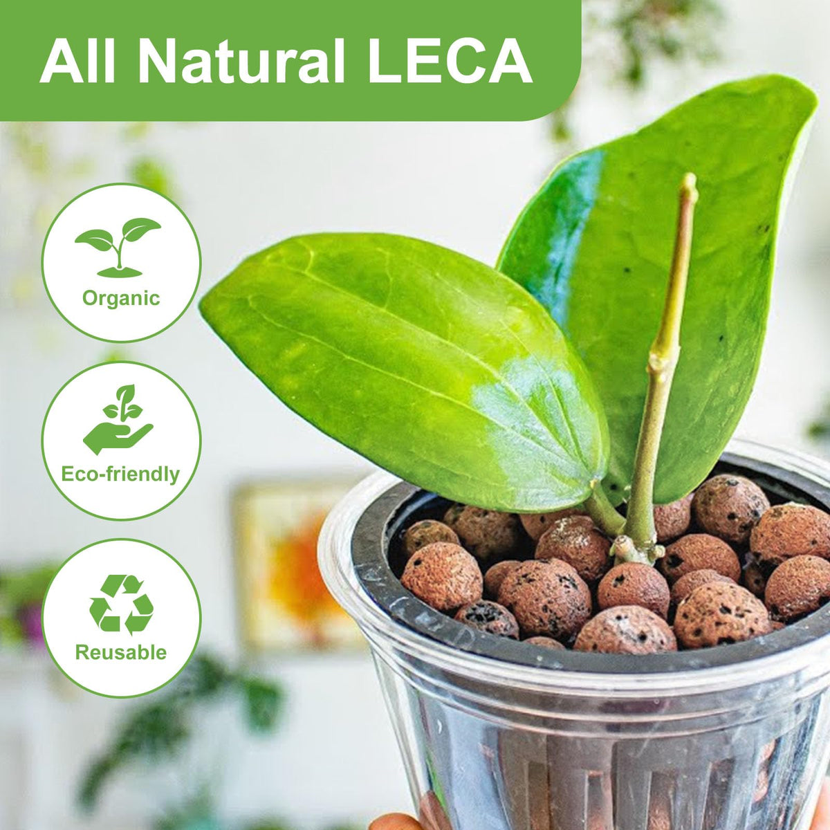 Pulovin LECA pebbles used for orchid potting, enhancing drainage for orchid roots.