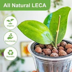 Pulovin LECA pebbles used for orchid potting, enhancing drainage for orchid roots.