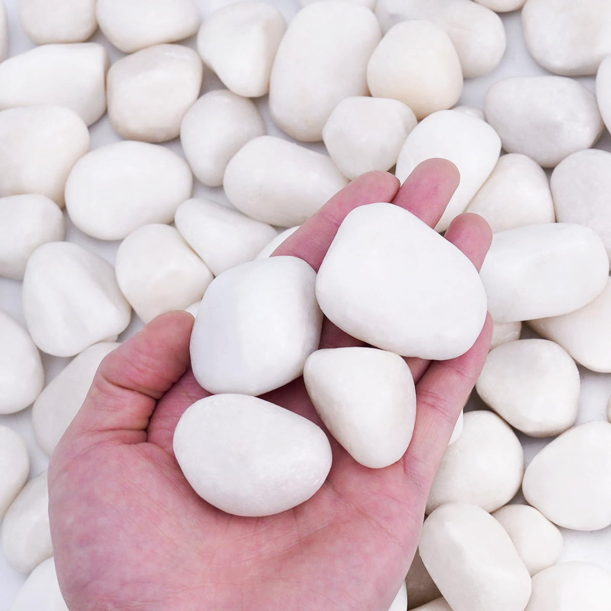 Pulovin white rocks 1-2 inch for pots, adds clean elegance to indoor plants.