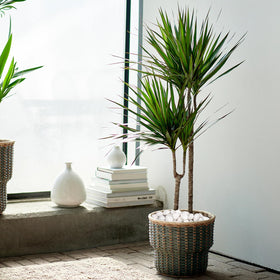 Pulovin 1-2 inch white stones balance drainage and decor in pots.