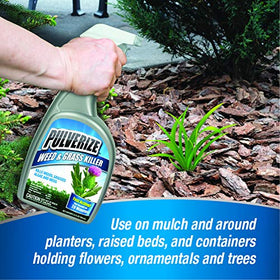 Pulverize algae and moss killer on concrete surfaces