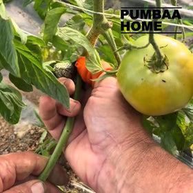 PUMBAA HOME harvest and prune with comfort and control.