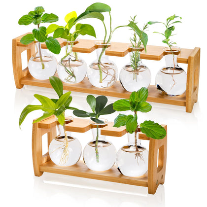 Pumtus propagation station with bamboo stand provides a sturdy home display