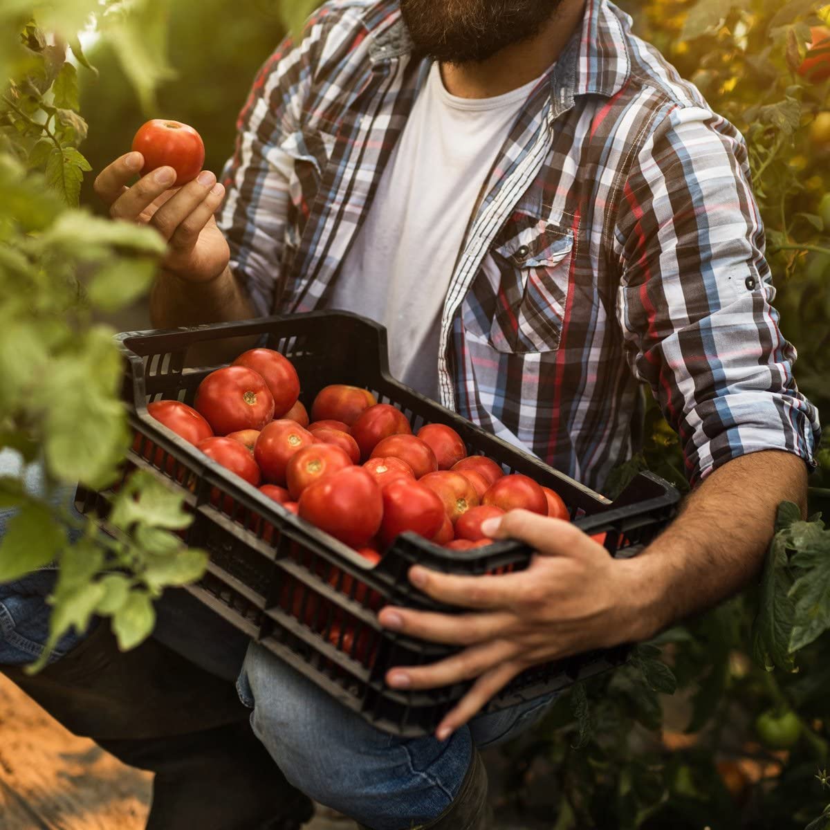Purely Organic Tomato & Vegetable Plant Food 8-8-8 garden tomatoes scene shows lush produce