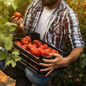 Purely Organic Tomato & Vegetable Plant Food 8-8-8 garden tomatoes scene shows lush produce