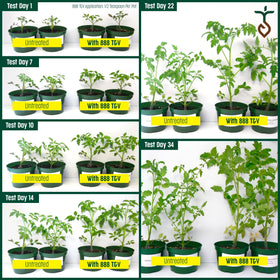 Purely Organic Tomato & Vegetable Plant Food 8-8-8 indoor outdoor use demonstrates versatility