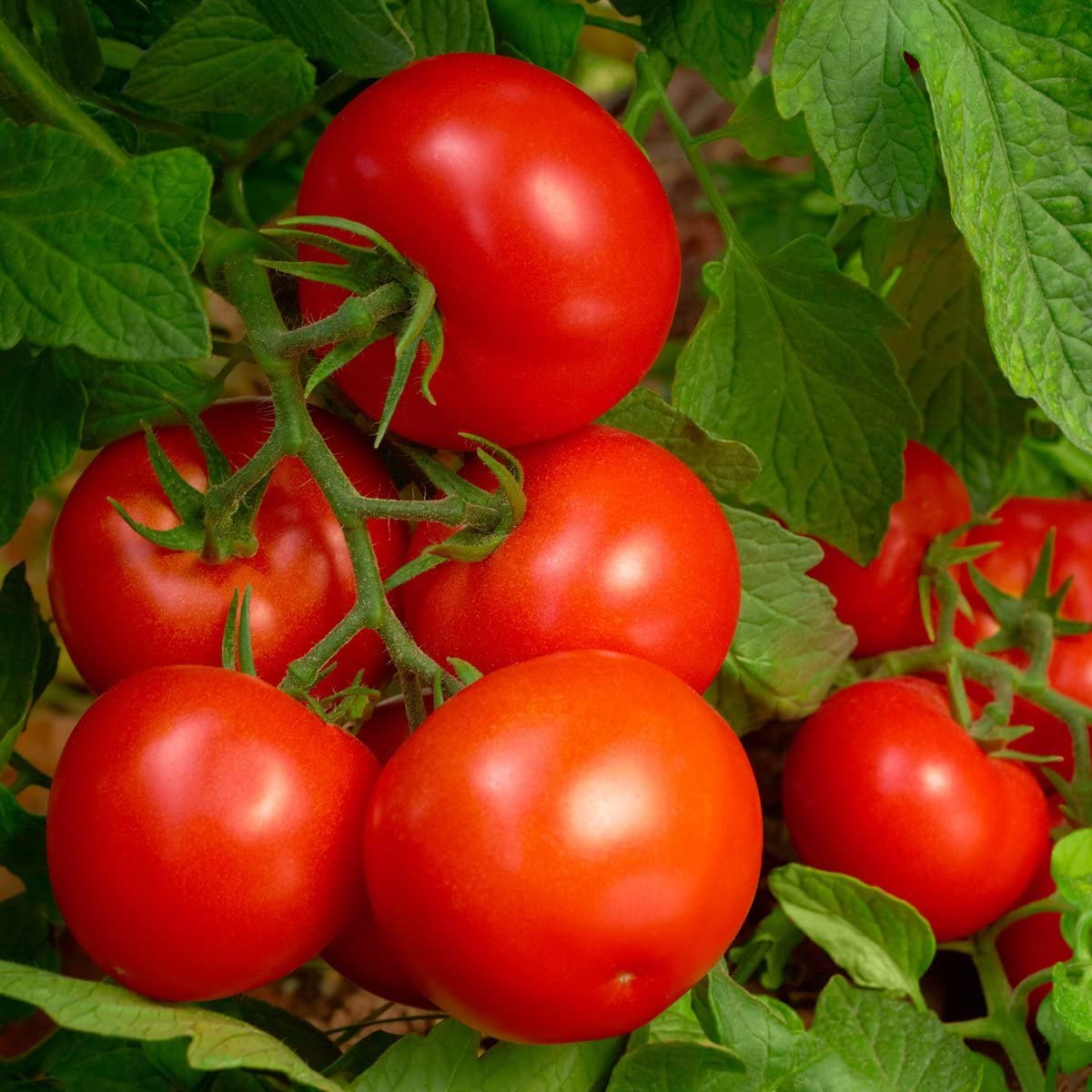 Purely Organic Tomato & Vegetable Plant Food 8-8-8 packaging scoop emphasizes convenient dosing