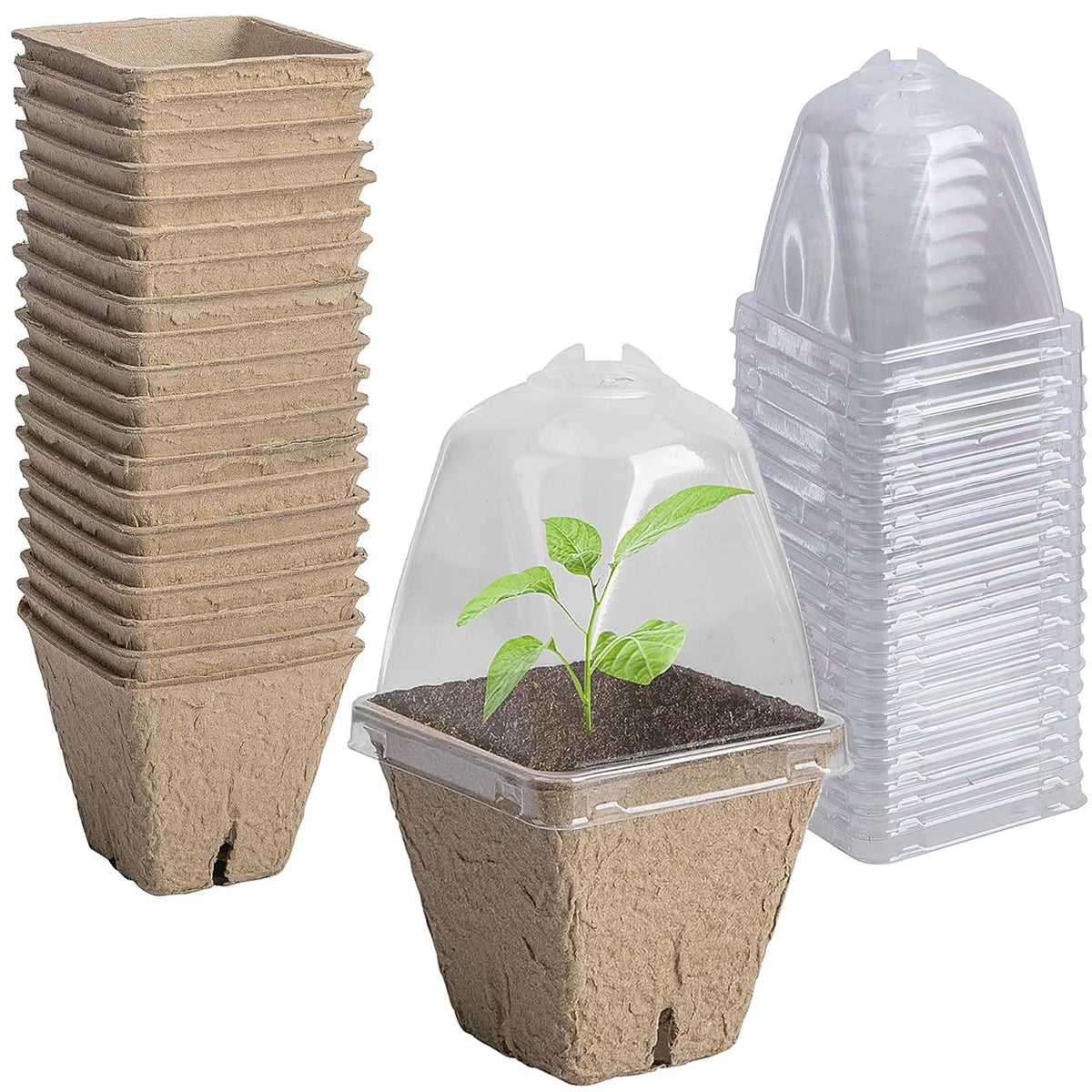 Purple Star 1N biodegradable nursery pots with humidity dome for seed starting and observation.