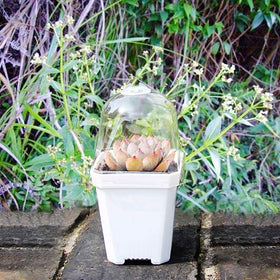 Purple Star 1N durable eco-friendly plastic pots resist cold and sun.