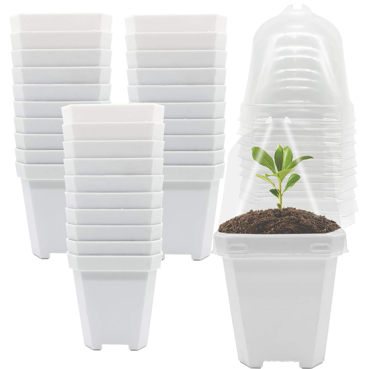 Purple Star 1N humidity-dome square pot maintains moisture for seedlings.