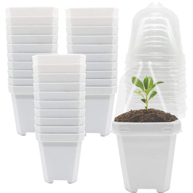 Purple Star 1N humidity-dome square pot maintains moisture for seedlings.
