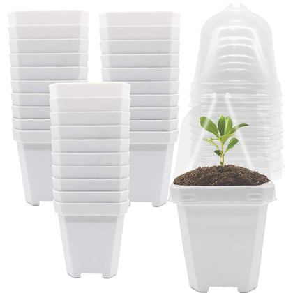 Purple Star 1N humidity-dome square pot maintains moisture for seedlings.