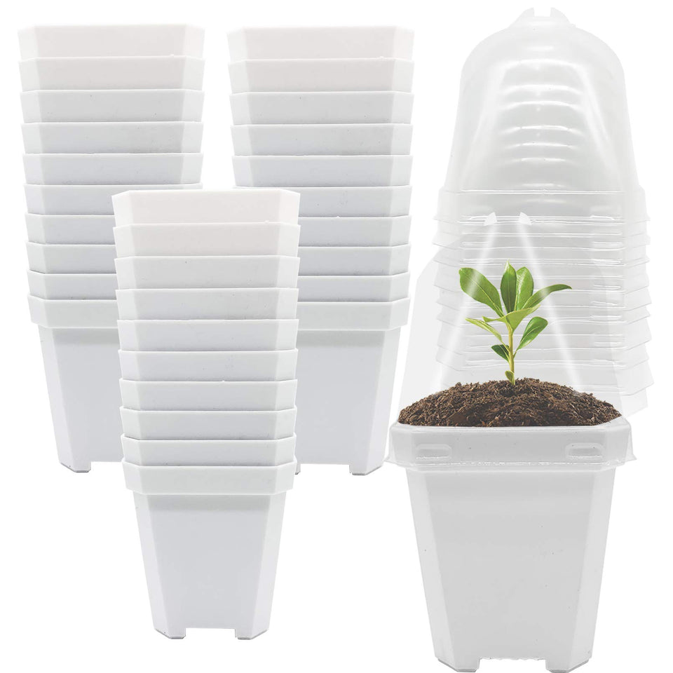 Purple Star 1N humidity-dome square pot maintains moisture for seedlings.