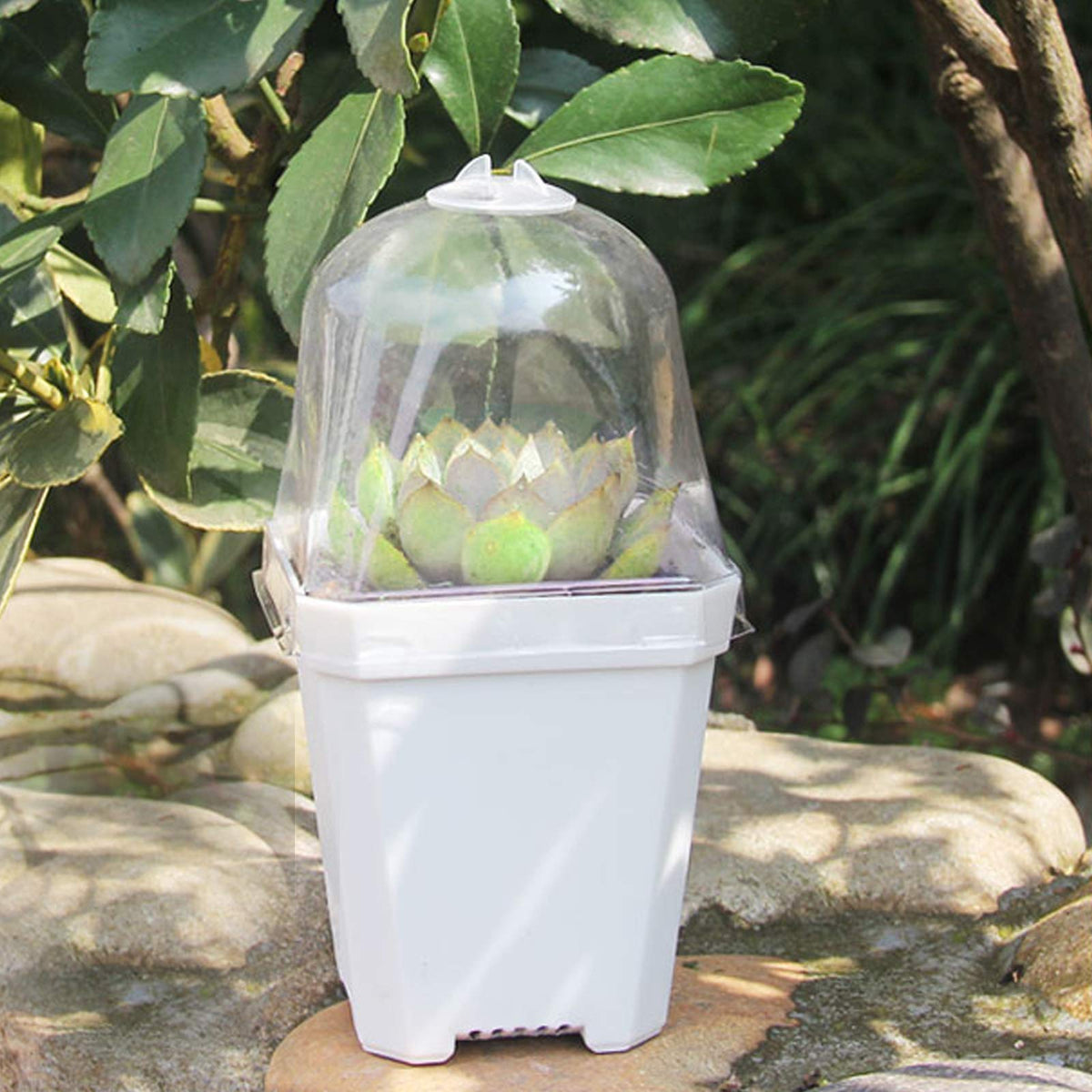 Purple Star 1N lightweight pots are easy to move for transplanting.