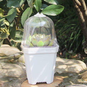 Purple Star 1N lightweight pots are easy to move for transplanting.