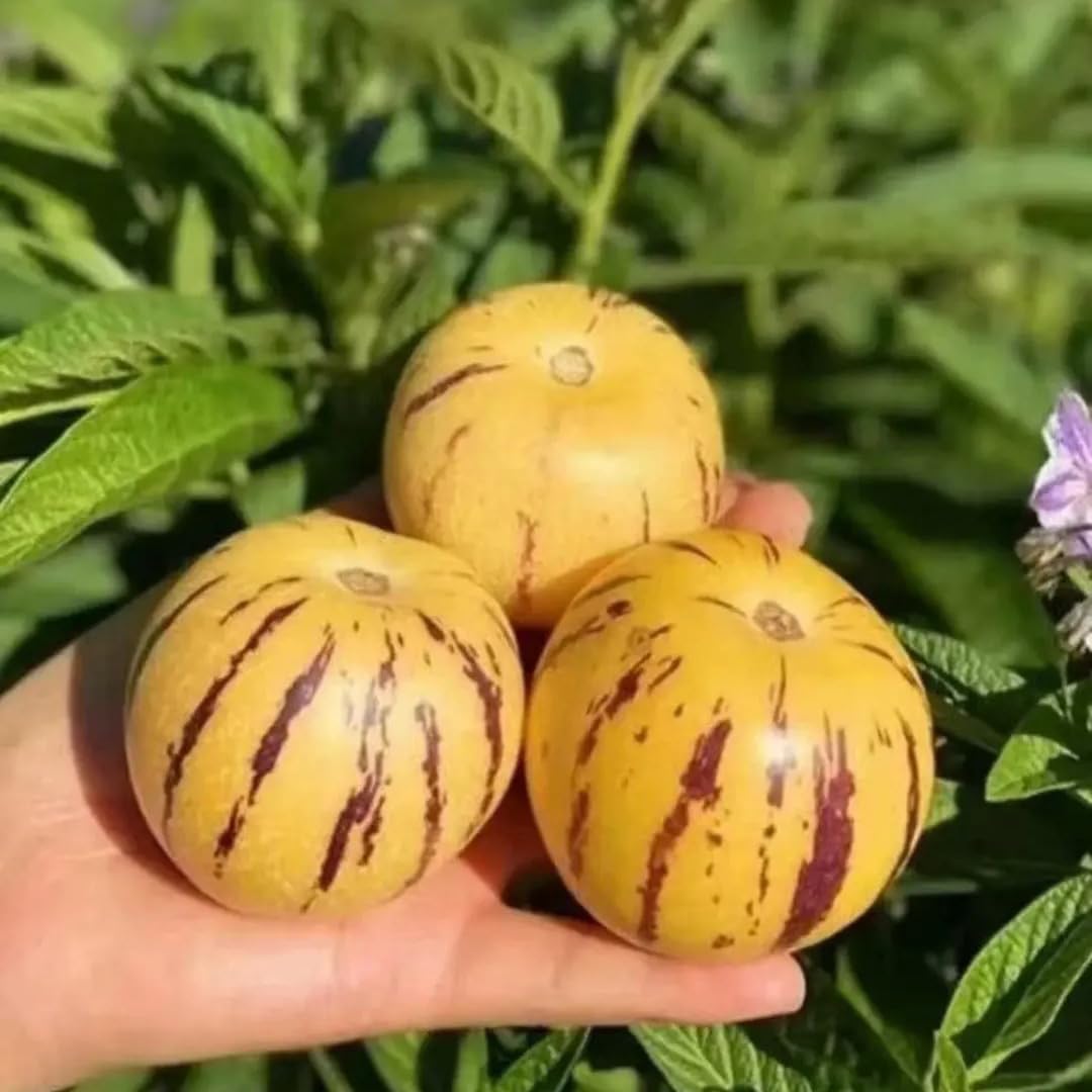 Purple-striped flowers on pepino vines, hints of aroma.