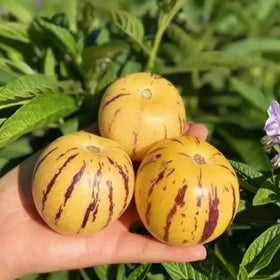 Purple-striped flowers on pepino vines, hints of aroma.