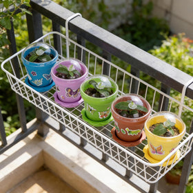 Purplestar succulent display-ready pots ideal for small plant showcases.