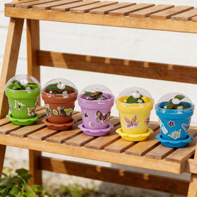 Purplestar transparent dome allows observing growth without opening the pot.