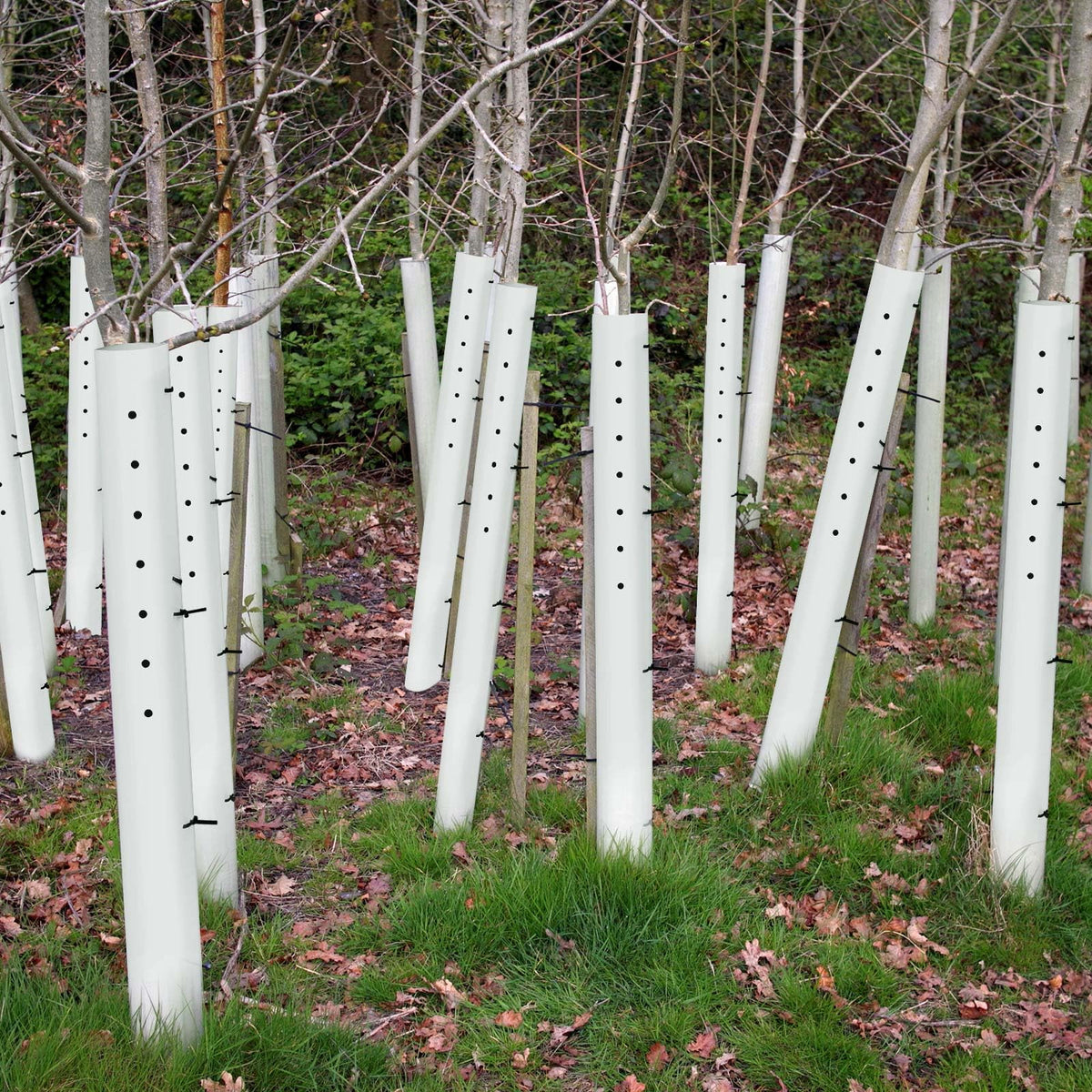 Pushglossy 48-inch grow tubes shield seedlings while guiding growth.