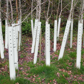 Pushglossy 48-inch grow tubes shield seedlings while guiding growth.