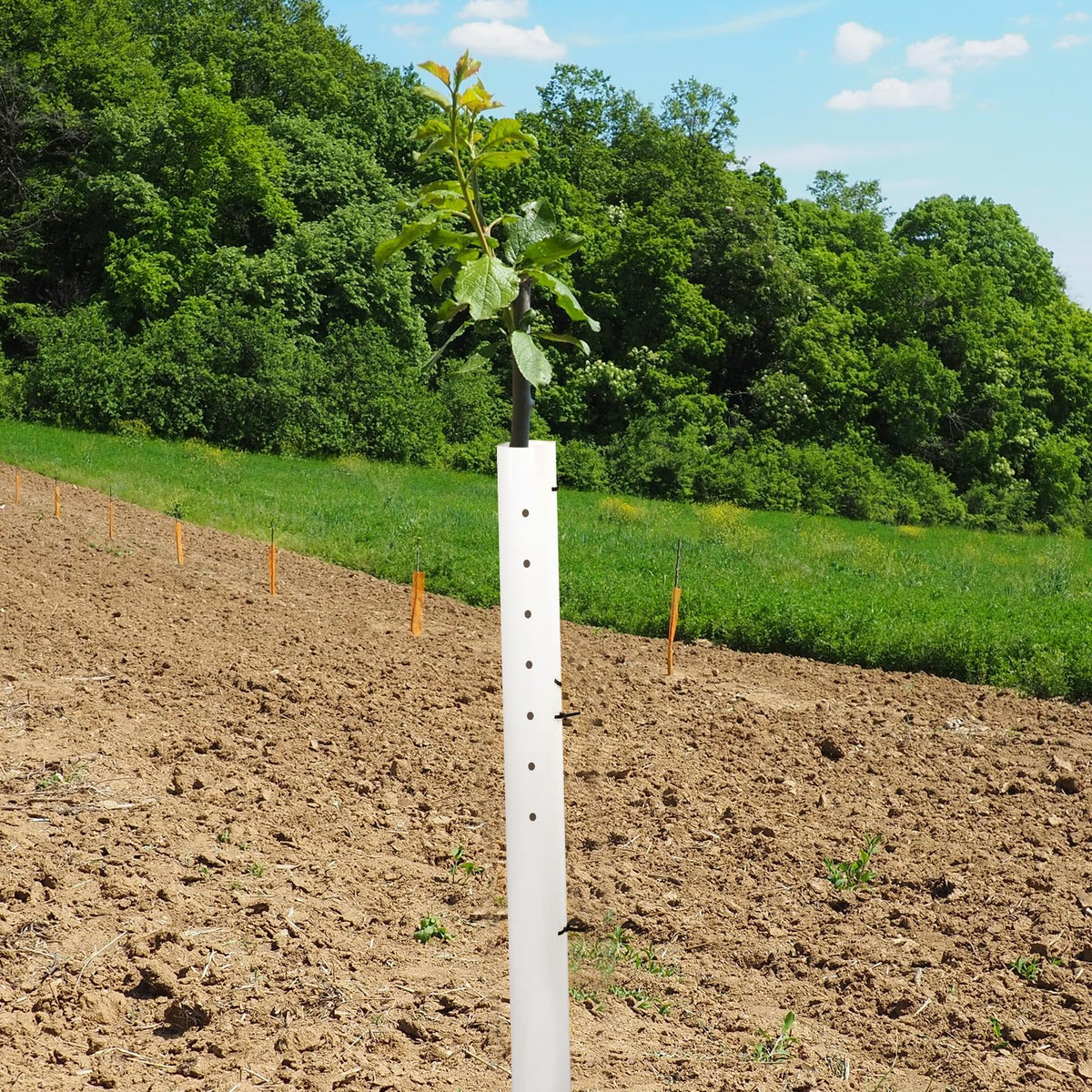 Pushglossy deer and rodent protection for saplings in early stages.