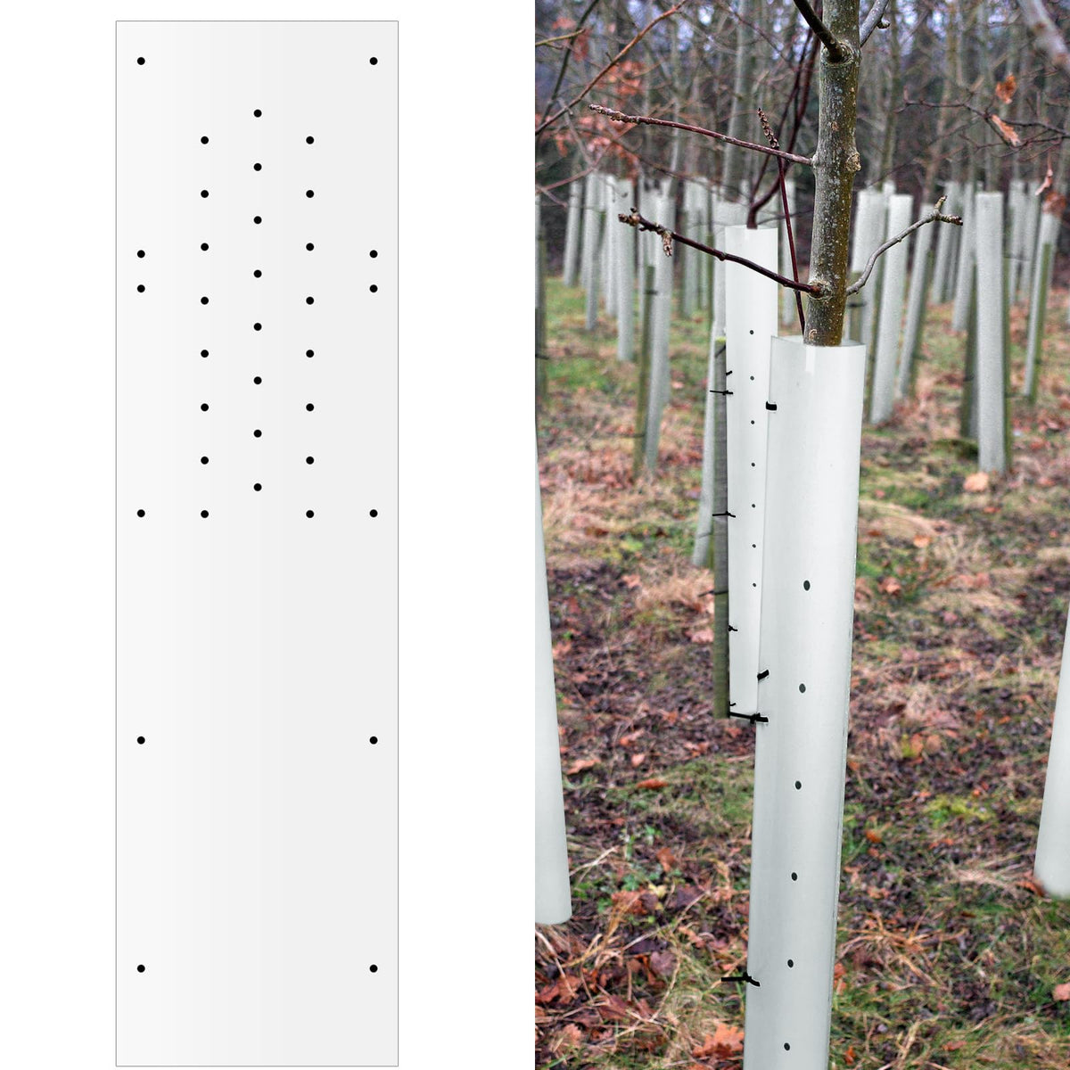 Pushglossy tree seedling protector helps trees, grapevines, and berries thrive.