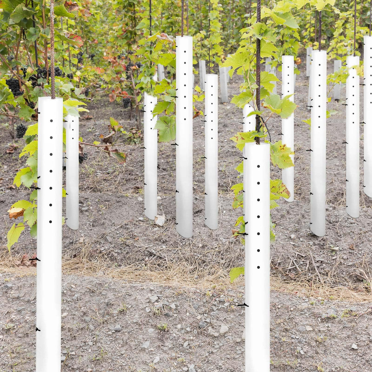 Pushglossy white polyethylene tubes offer durable, UV-resistant protection for years.