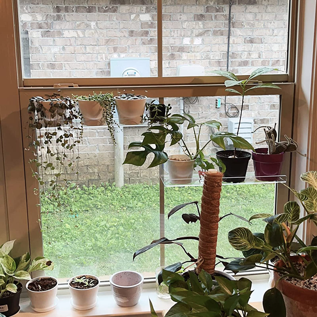 Pusonor 12-inch window shelf in kitchen for herbs and microgreens
