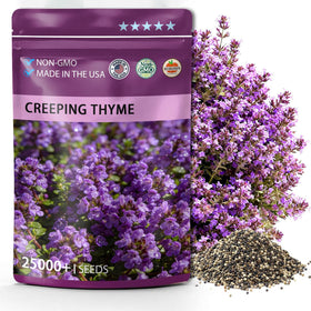 PUVWEZN purple creeping thyme seeds in a garden bed for ground cover and fragrance.