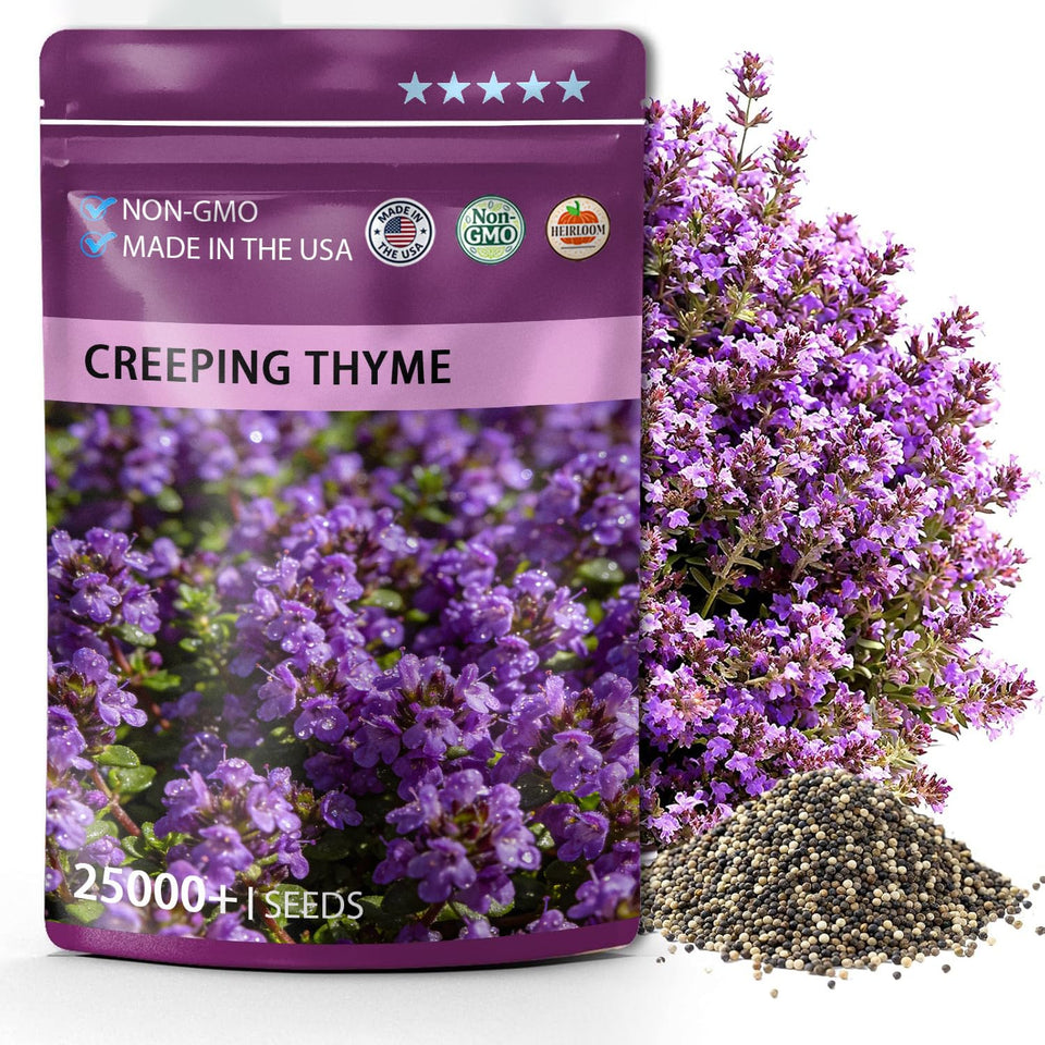 PUVWEZN purple creeping thyme seeds in a garden bed for ground cover and fragrance.
