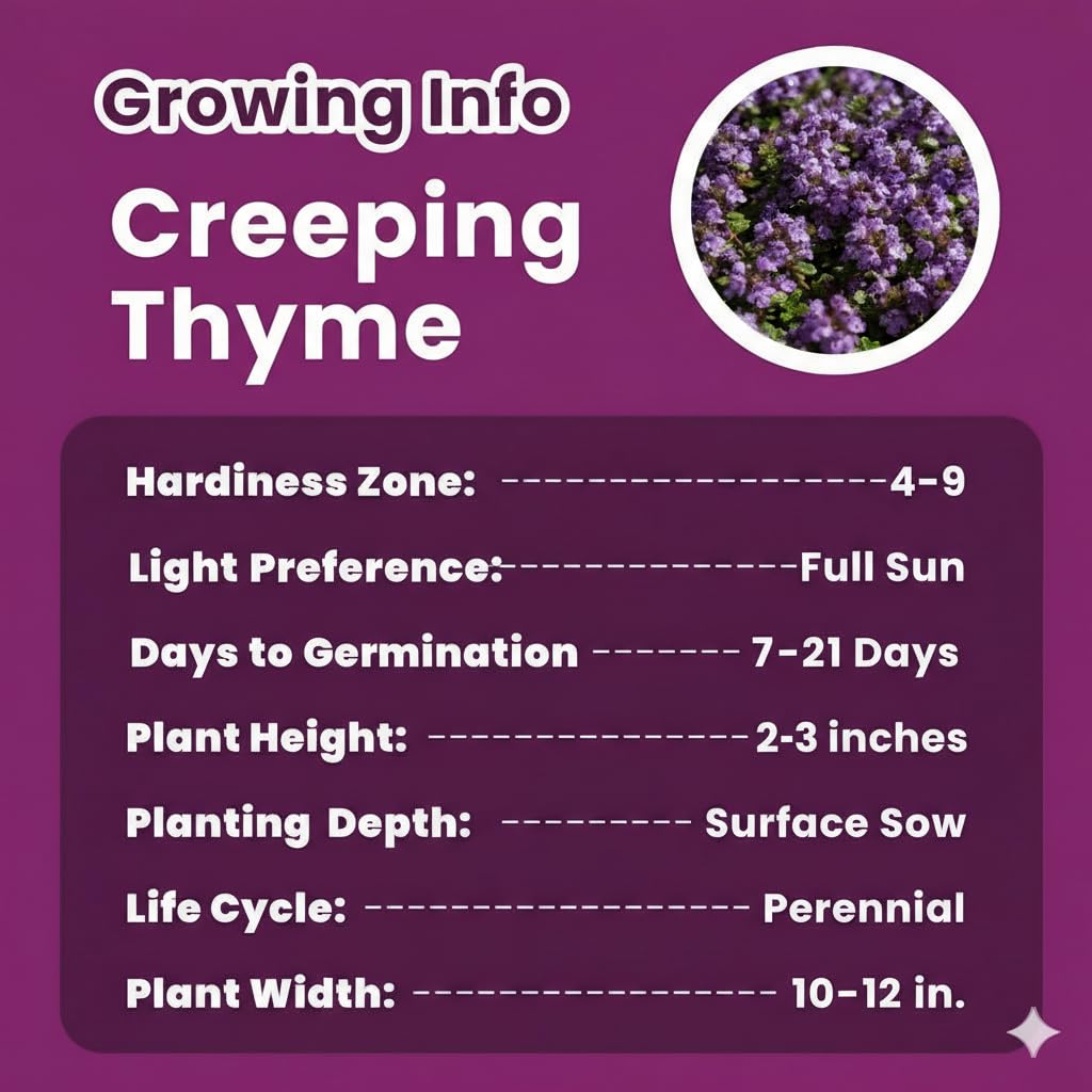 PUVWEZN non-GMO creeping thyme seeds for pet-friendly, fragrant garden spaces.