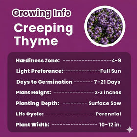PUVWEZN non-GMO creeping thyme seeds for pet-friendly, fragrant garden spaces.