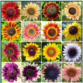 PUVWEZN 16-varieties sunflower seeds pack for vibrant garden colors