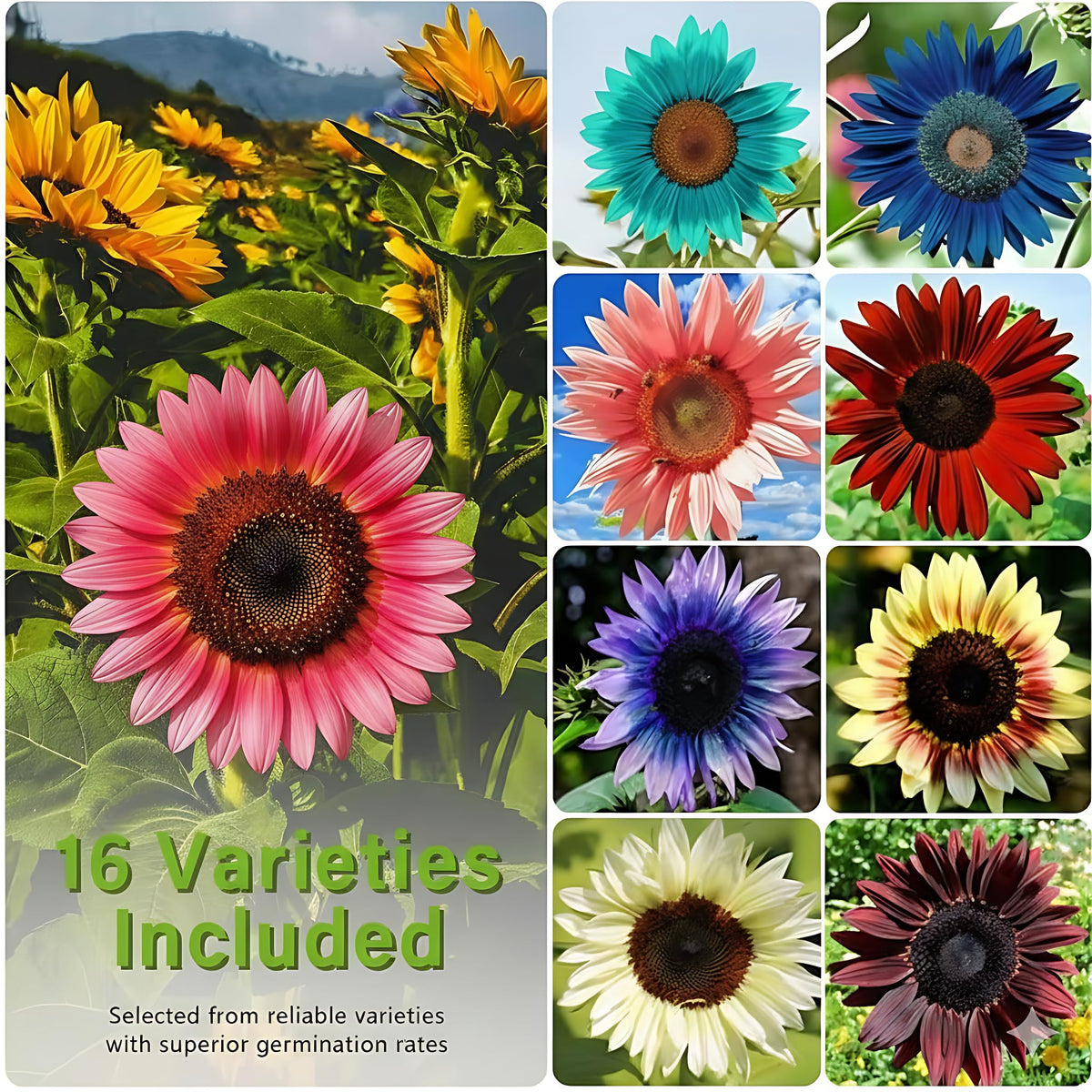 PUVWEZN sunflowers reaching 3-6 feet tall add dramatic height to beds