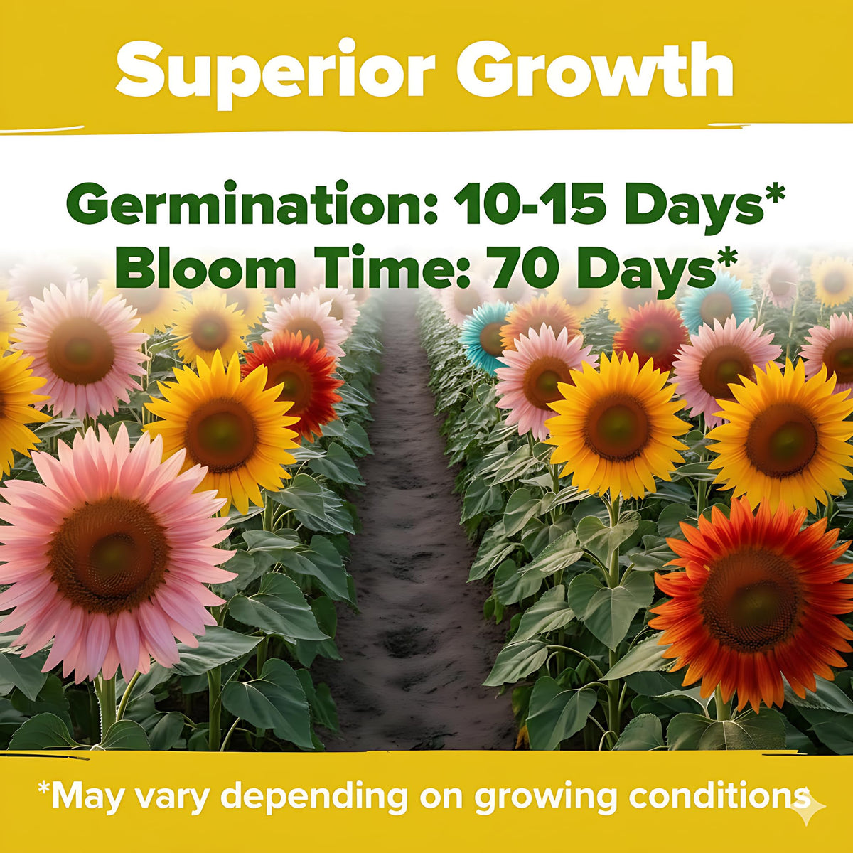 PUVWEZN sunflowers are easy to grow and direct-sow after frost