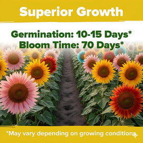 PUVWEZN sunflowers are easy to grow and direct-sow after frost