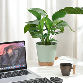 Qaobo indoor-outdoor use ideal for windowsills, desks, or patios.