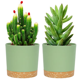 QCQHDU 5-inch plant pot with clean matte finish for modern indoor decor.