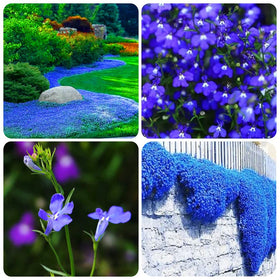 QEVJEKR blue creeping thyme seeds pack improves rock garden ground cover.