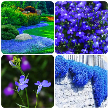 QEVJEKR blue creeping thyme seeds pack improves rock garden ground cover.