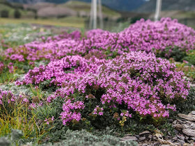 QEVJEKR border walkways creeping thyme, subtle fragrance along edges