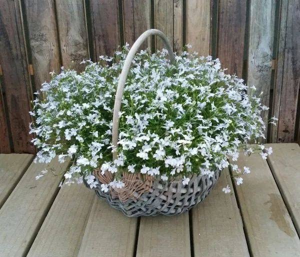 QEVJEKR container garden creeping thyme, pots and small spaces